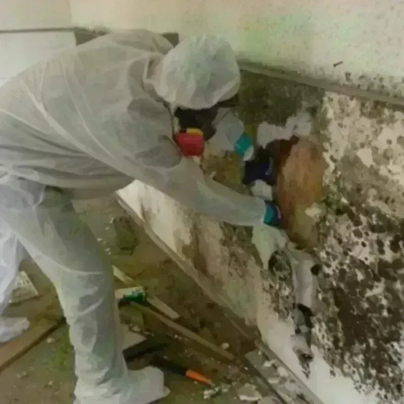 Mold Remediation and Removal in Isle of Normandy, FL